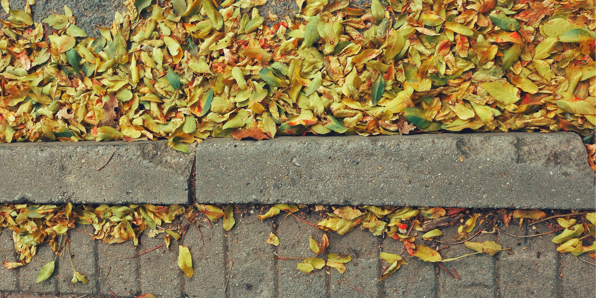 leaf by road